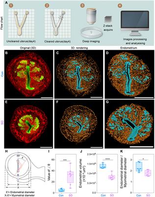 Three-Dimensional Visualization of Mouse Endometrial Remodeling After Superovulation